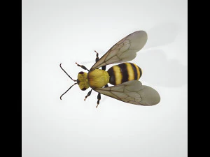 3d hiperrealistic bee 3D Model