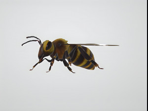 3d hiperrealistic bee 3D Model