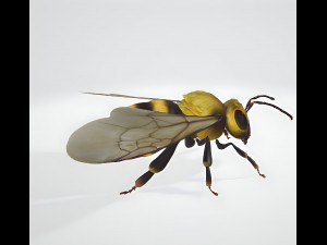 3d hiperrealistic bee 3D Model