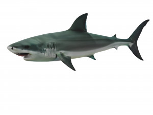 Realistic Shark VR - AR - low-poly Model 3D