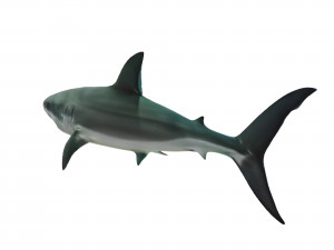Realistic Shark VR - AR - low-poly 3D 모델