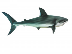 Realistic Shark VR - AR - low-poly 3D 모델