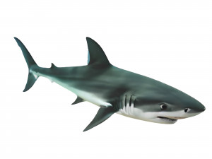 Realistic Shark VR - AR - low-poly 3D 모델