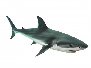Realistic Shark VR - AR - low-poly 3D Model