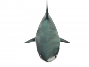 Realistic Shark VR - AR - low-poly 3D 모델