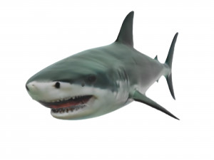 Realistic Shark VR - AR - low-poly 3D 모델