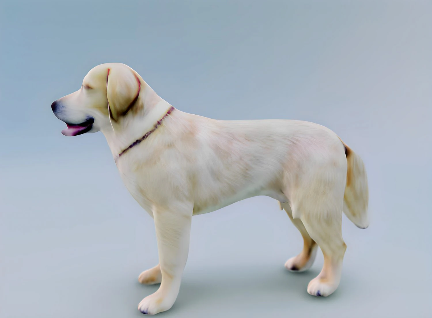 English Cream Labrador Retriever 3d hyper realistic 3D Model .c4d .max .obj .3ds .fbx .stl .blend 
