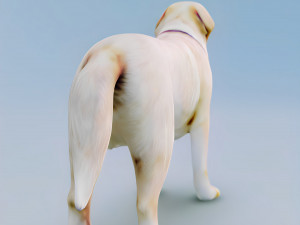 English Cream Labrador Retriever 3d hyper realistic 3D 模型