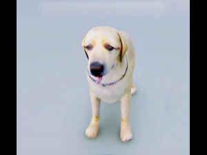 English Cream Labrador Retriever 3d hyper realistic 3D Model