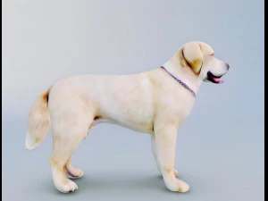 English Cream Labrador Retriever 3d hyper realistic 3D Model