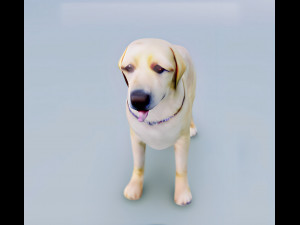 English Cream Labrador Retriever 3d hyper realistic 3D 模型