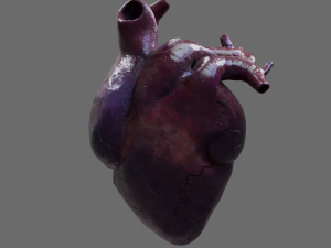 Heart Model 3D