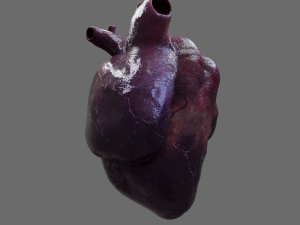 Heart 3D Модель