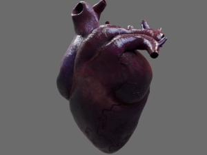 Heart 3D Модель