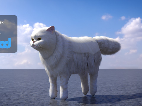 Persian Cat 3D Model
