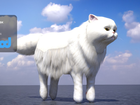 Persian Cat 3D Model