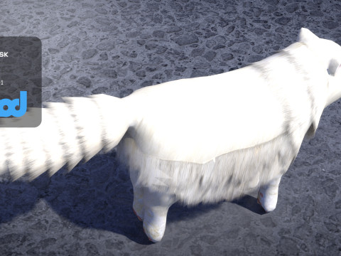 Persian Cat 3D Model