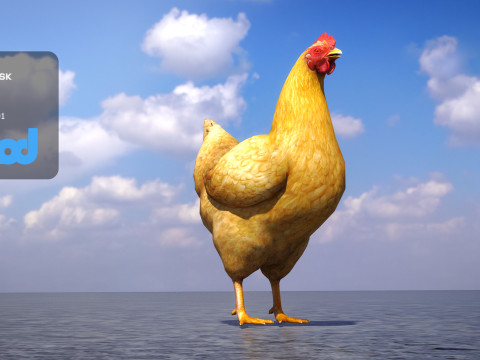Chicken 3D Model