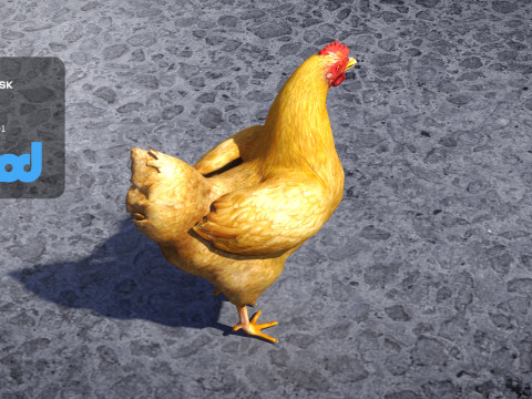 Chicken 3D Model