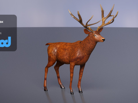Deer 001 Model 3D