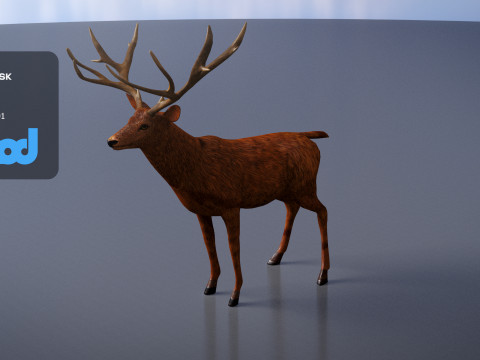 Deer 001 Model 3D