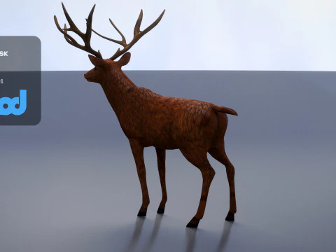 Cervo 001 Modello 3D