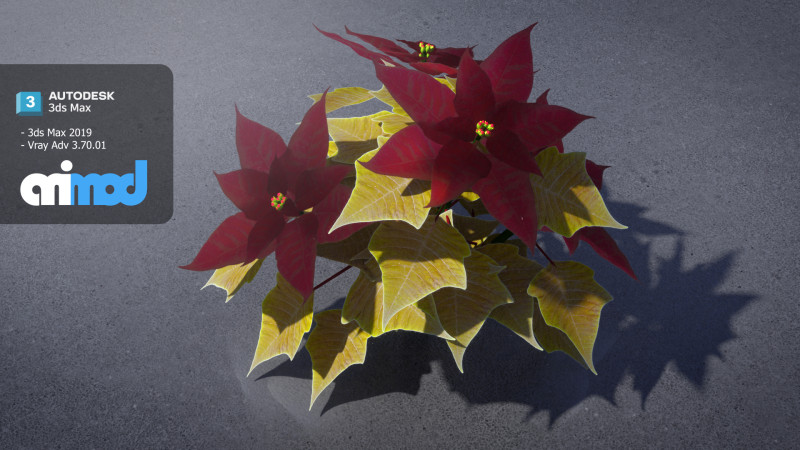 Poinsettia 001 3D Модель .c4d .max .obj .3ds .fbx .stl .blend
