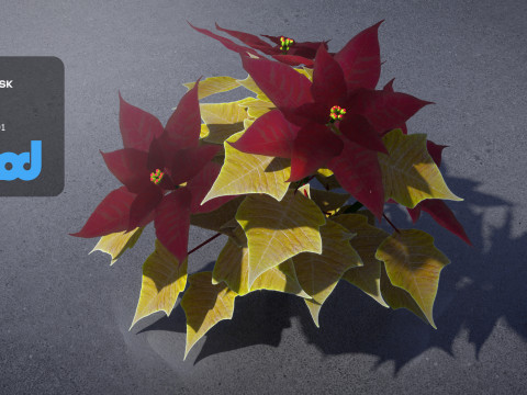 Poinsettia 001 3Dモデル