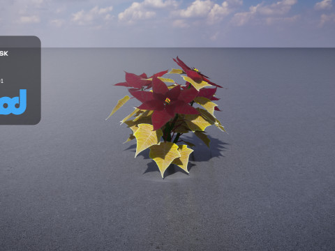 Poinsettia 001 3D Модель
