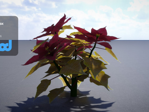 Poinsettia 001 3D Модель