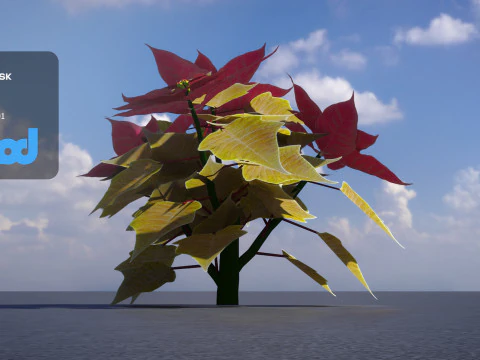 Poinsettia 001 3D Model