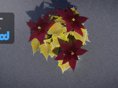 Poinsettia 001 3D Модель