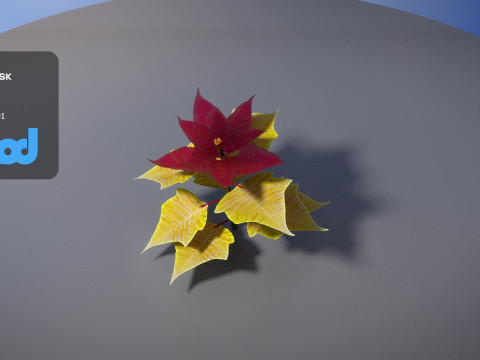 Poinsettia 002 3D Model