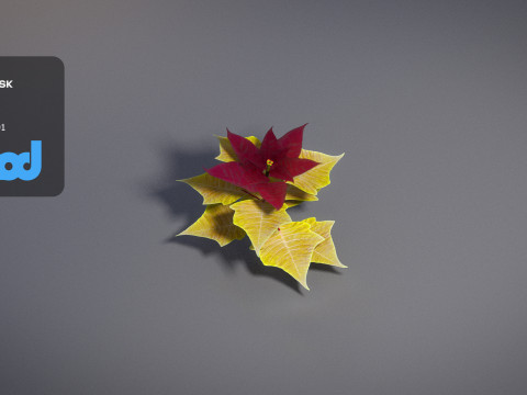 Poinsettia 002 3D 모델
