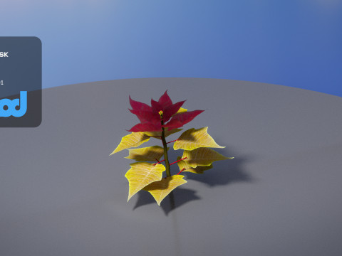 Poinsettia 002 3D 모델