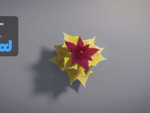Poinsettia 002 3D 모델