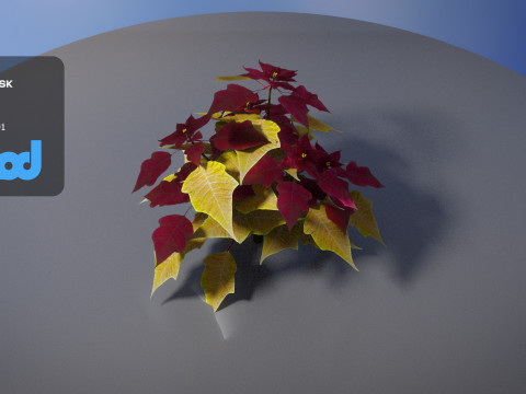 Poinsettia 003 3Dモデル