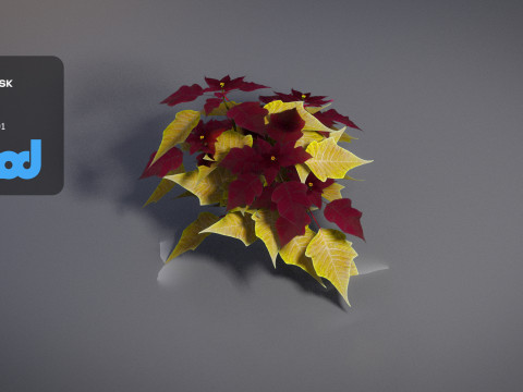 Poinsettia 003 Modello 3D