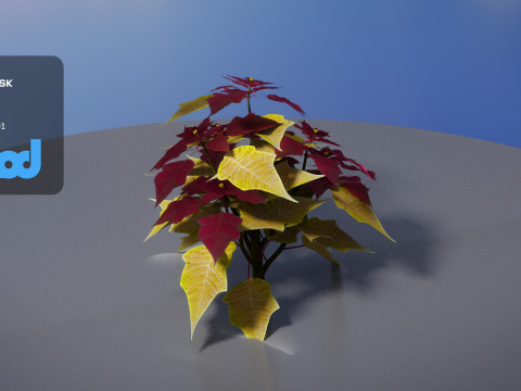 Poinsettia 003 Modello 3D