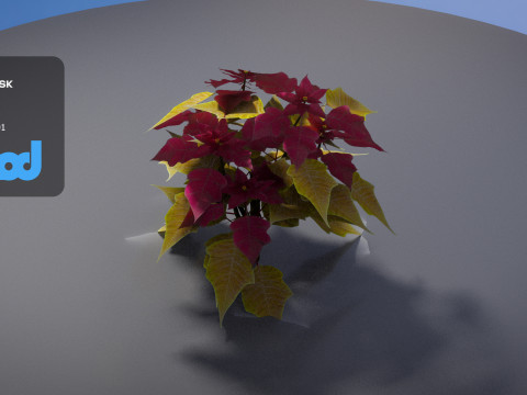 Poinsettia 003 Modello 3D
