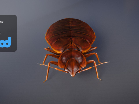 Mites 3D Model