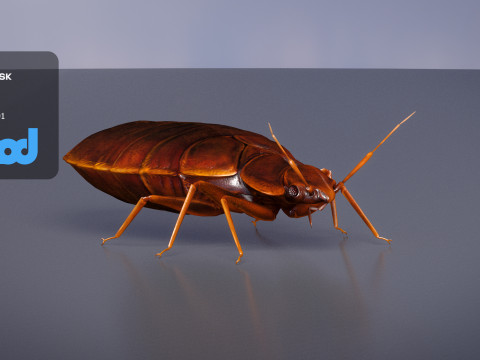 Mites 3D-Modell