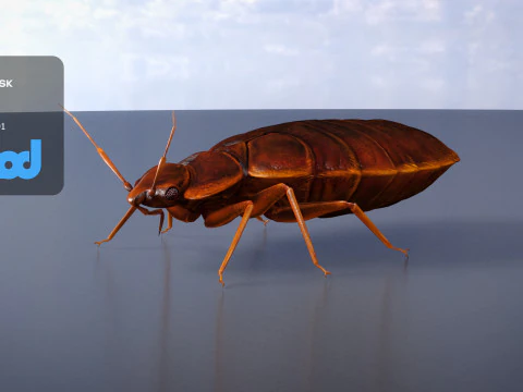 Mites 3D Model