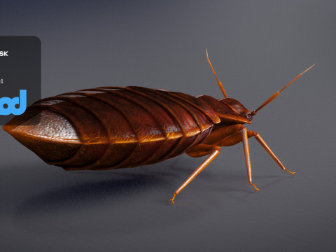 Mites 3D-Modell
