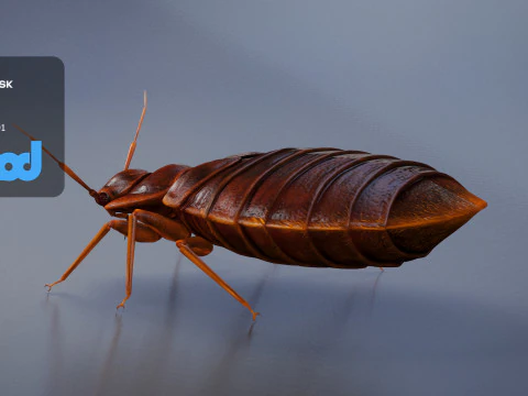 Mites 3D Model