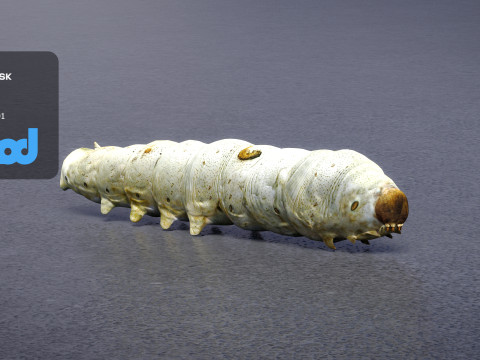 Silkworm 3D Model