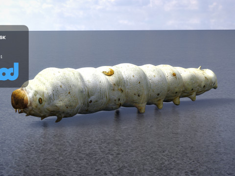 Silkworm 3D Model