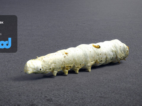 Silkworm 3D Model