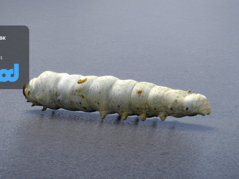 Silkworm 3D Model