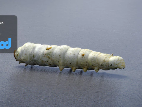 Silkworm 3D Model